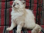 PERSIAN KITTENS (HIMALAYAN)