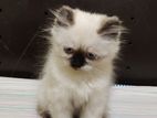 Himalayan Persian Kittens
