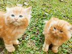 Persian Kittens Jinger Breed