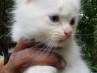 Persian Kittens Kandy