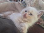 Persian Kittens