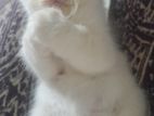 Persian Kittens