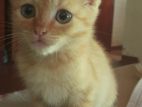 Persian Mixed Kittens