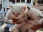 Persian Kittens - Male