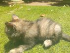 Persian Kittens