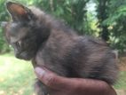 Persian Kittens