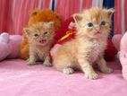 Persian Kittens
