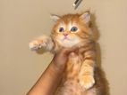 Persian Kittens Pure Breed Doll Face