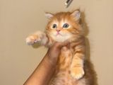 Persian Kittens Pure Breed Doll Face
