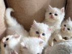 Persian Kittens