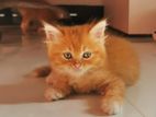 Persian Kittens (pure Breed)