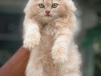 Persian Kittens