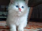 Persian Kittens pure cats