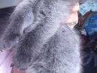 Persian Kittens