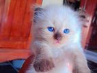 Persian kittens sale