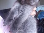 Persian Kittens