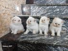 Persian Kittens