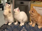 Persian Kittens