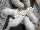 Persian Kittens with Mom