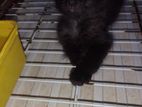 Black Persian Kittens