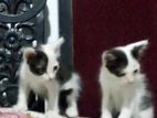 Mix Persian Kittens