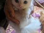 Persian Kitties