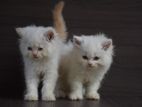 Persian Kitties