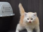 Persian Kitties