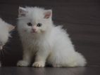 Persian kitties