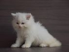 Persian kitties