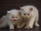 Persian Kitties
