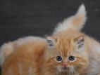 Persian kitties
