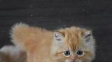 Persian Kitties