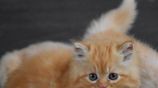Persian Kitties