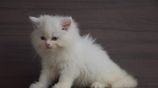 Persian Kitties