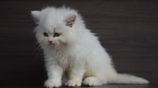 Persian Kitties