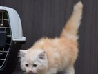 Persian Kitties