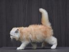 Persian kitties