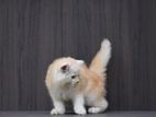 Persian kitties