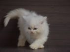Persian kitties