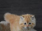 Persian kitties