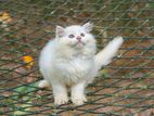 Persian Kitties