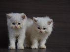 Persian Kitties
