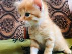 Persian Kitty