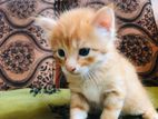 Mix Persian Kitten