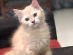 Persian Kitten
