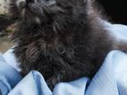 Persian Long Hair Kitten
