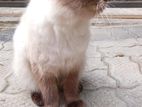 Persian maha saththu