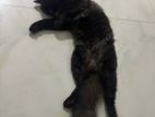 Persian Male Available for Crossing