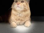 Persian male cat for crossing